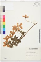 繡球藤藏品圖，第2張