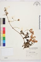 繡球藤藏品圖，第2張