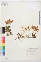 繡球藤藏品圖，第2張