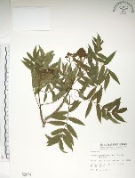 巒大花楸藏品圖，第1張