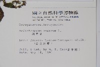 狗尾草藏品圖，第2張