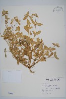 假千日紅藏品圖，第1張