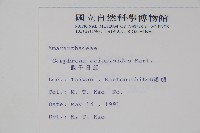 假千日紅藏品圖，第2張