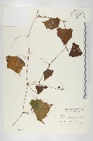 黑果馬交兒藏品圖，第1張