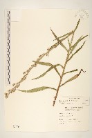 鵝仔草藏品圖，第1張