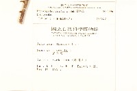 鵝仔草藏品圖，第2張