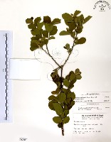 灰木藏品圖，第1張