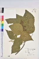 血桐藏品圖，第1張