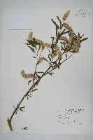 青葙藏品圖，第1張