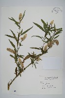 青葙藏品圖，第1張