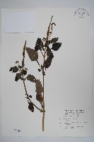 狗尾草藏品圖，第1張
