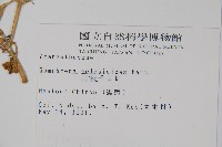 假千日紅藏品圖，第2張