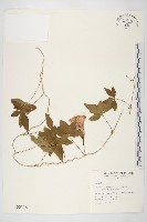 番仔藤藏品圖，第1張