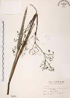 桔梗蘭藏品圖，第1張