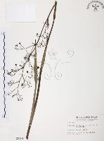 桔梗蘭藏品圖，第1張