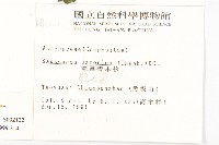 泥胡菜藏品圖，第2張