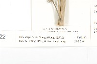 泥胡菜藏品圖，第3張