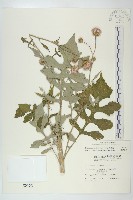 泥胡菜藏品圖，第1張