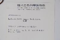 酸藤藏品圖，第2張