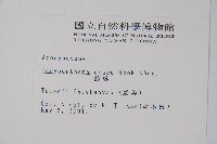 酸藤藏品圖，第2張
