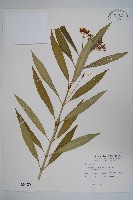 尖尾鳳、馬利筋藏品圖，第1張