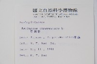 尖尾鳳、馬利筋藏品圖，第2張