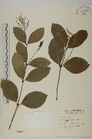 金粟蘭、珠蘭雞腳蘭茱蘭藏品圖，第1張