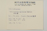 金粟蘭、珠蘭雞腳蘭茱蘭藏品圖，第2張