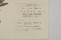 日本假蓬藏品圖，第2張