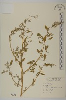 藜、灰藜藏品圖，第1張