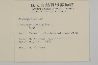 藜、灰藜藏品圖，第2張