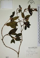 野牡丹藏品圖，第1張