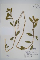 空心蓮子草藏品圖，第1張