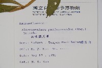 空心蓮子草藏品圖，第2張