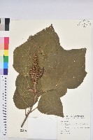 野桐藏品圖，第1張