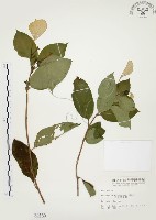 毛玉葉金花藏品圖，第1張