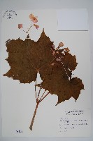 水鴨腳藏品圖，第1張