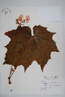 水鴨腳藏品圖，第1張