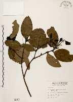 土肉桂藏品圖，第1張