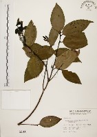 土肉桂藏品圖，第1張