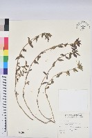 飛揚草藏品圖，第1張