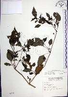 光果龍葵藏品圖，第1張