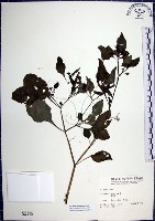 光果龍葵藏品圖，第1張