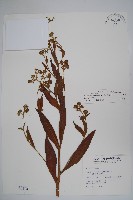 琉璃草藏品圖，第1張