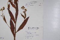 琉璃草藏品圖，第2張