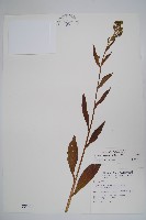 琉璃草藏品圖，第1張