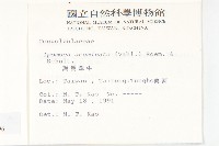銳葉牽牛藏品圖，第2張