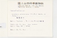 銳葉牽牛藏品圖，第2張