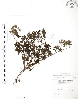 野老鸛草藏品圖，第1張