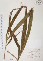 臺灣白及藏品圖，第1張